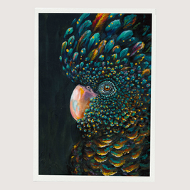 Greeting Card - Plain Black Cockatoo