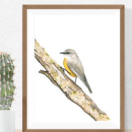 Western Yellow Robin