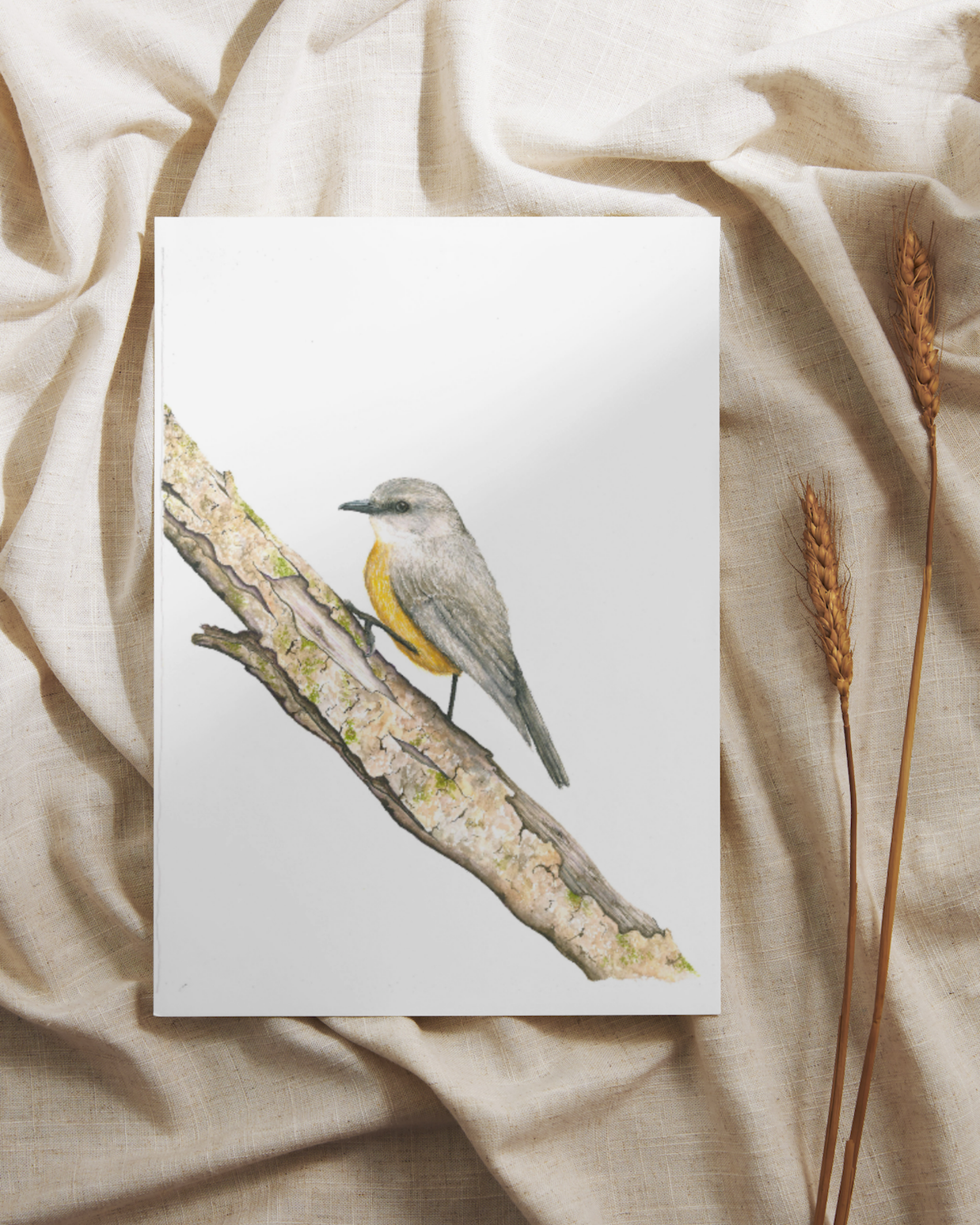 Western Yellow Robin