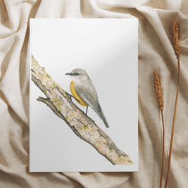 Western Yellow Robin