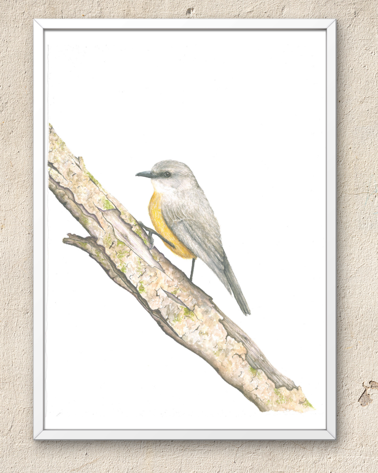 Western Yellow Robin