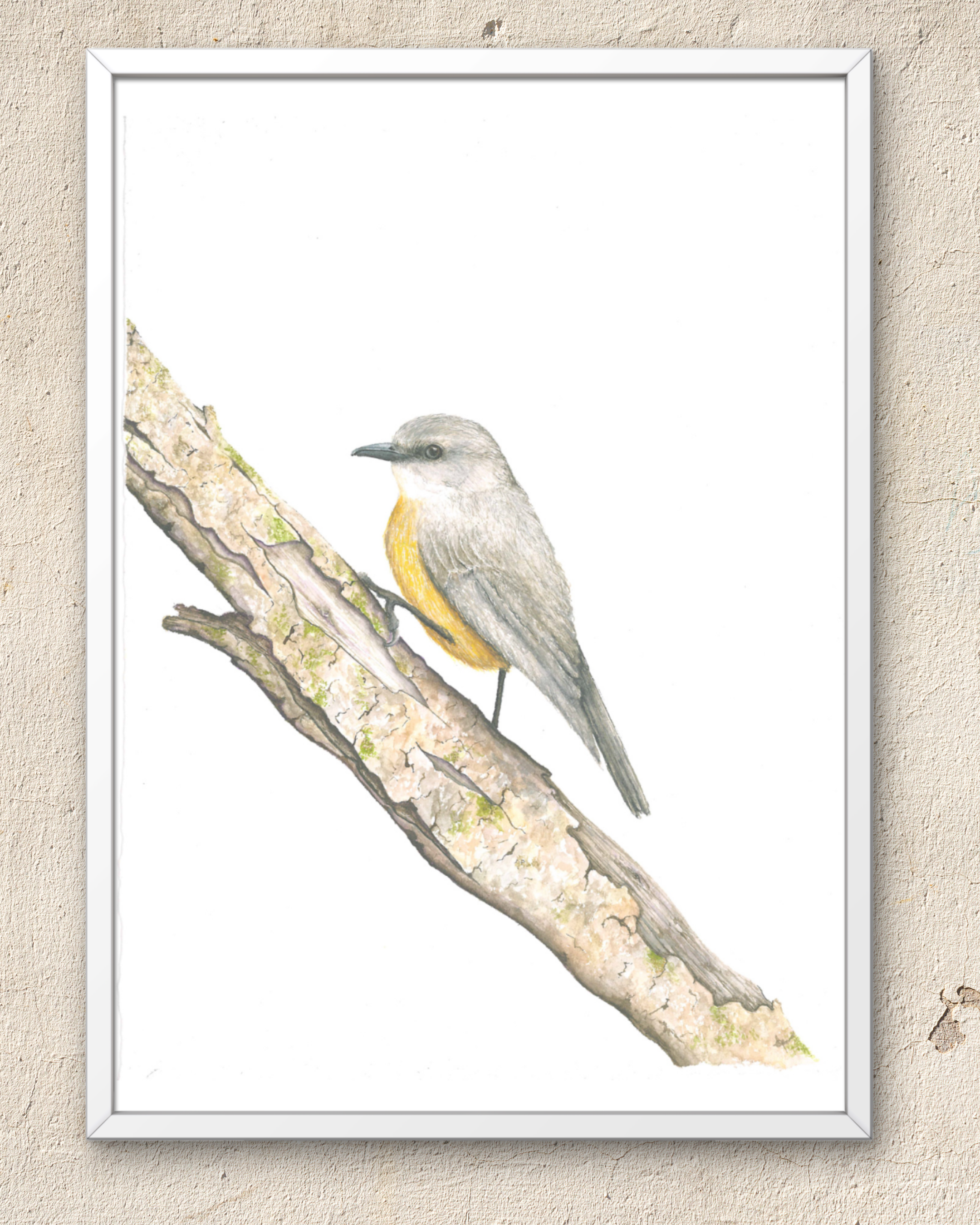 Western Yellow Robin