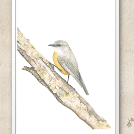 Western Yellow Robin