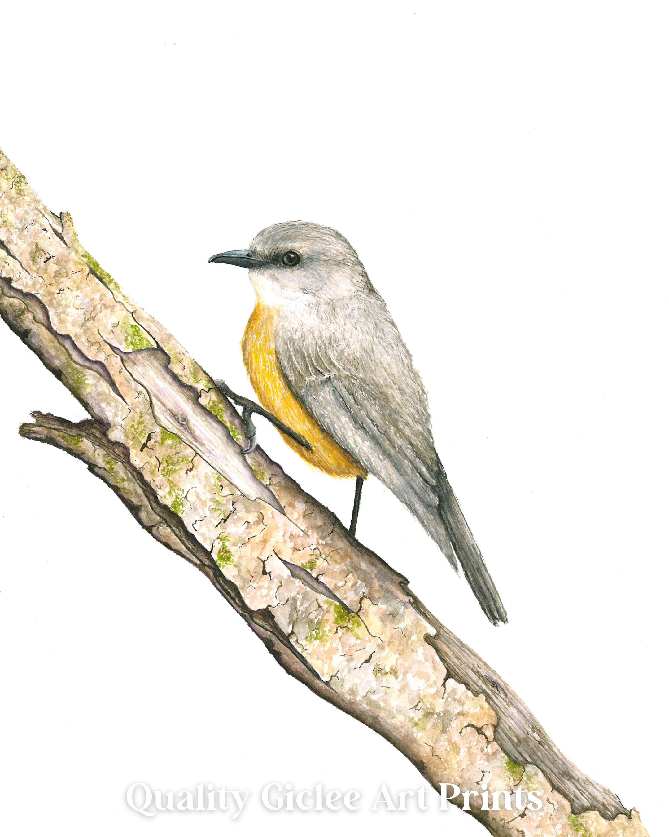 Western Yellow Robin