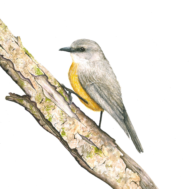 Western Yellow Robin