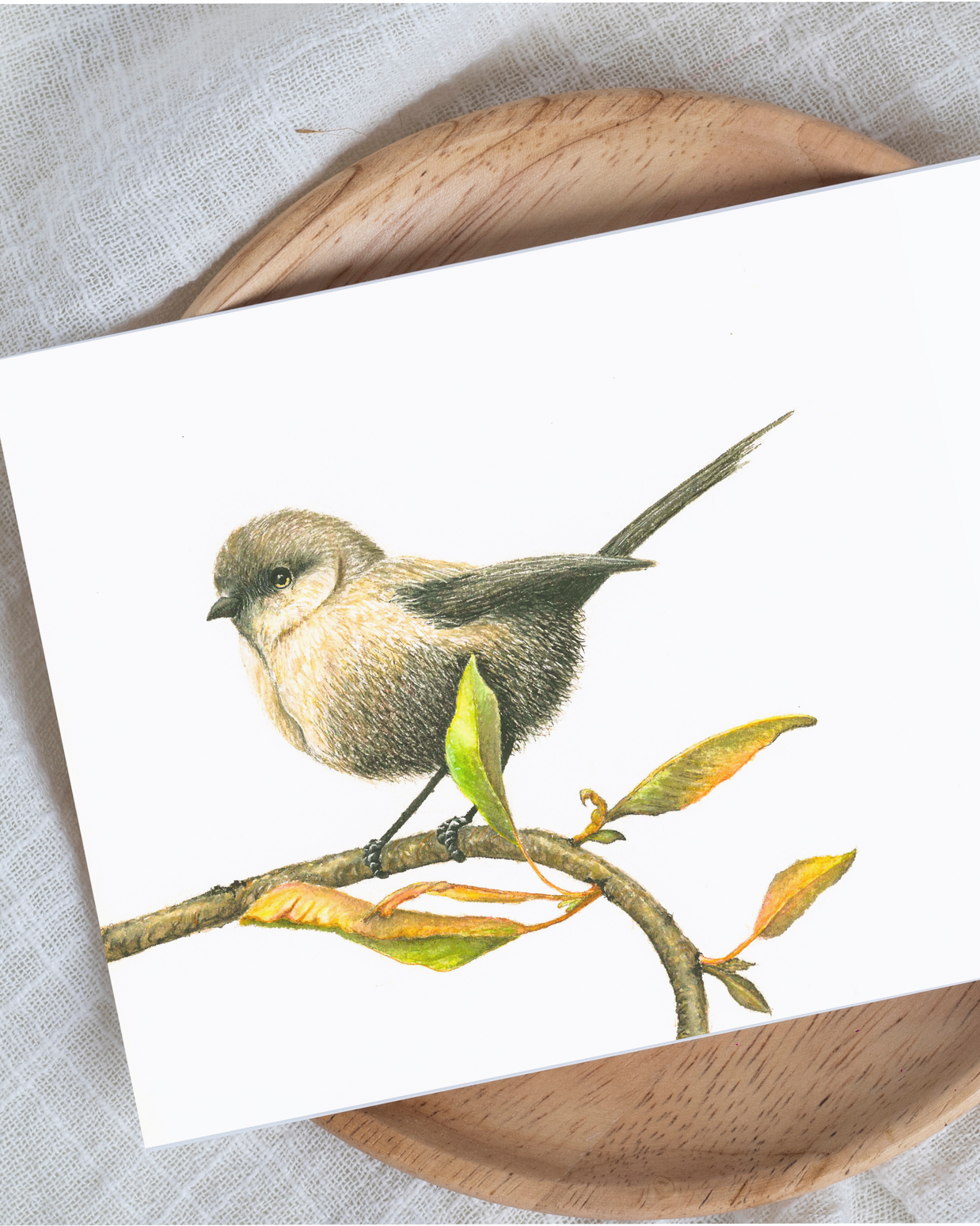 White-Breasted Robin