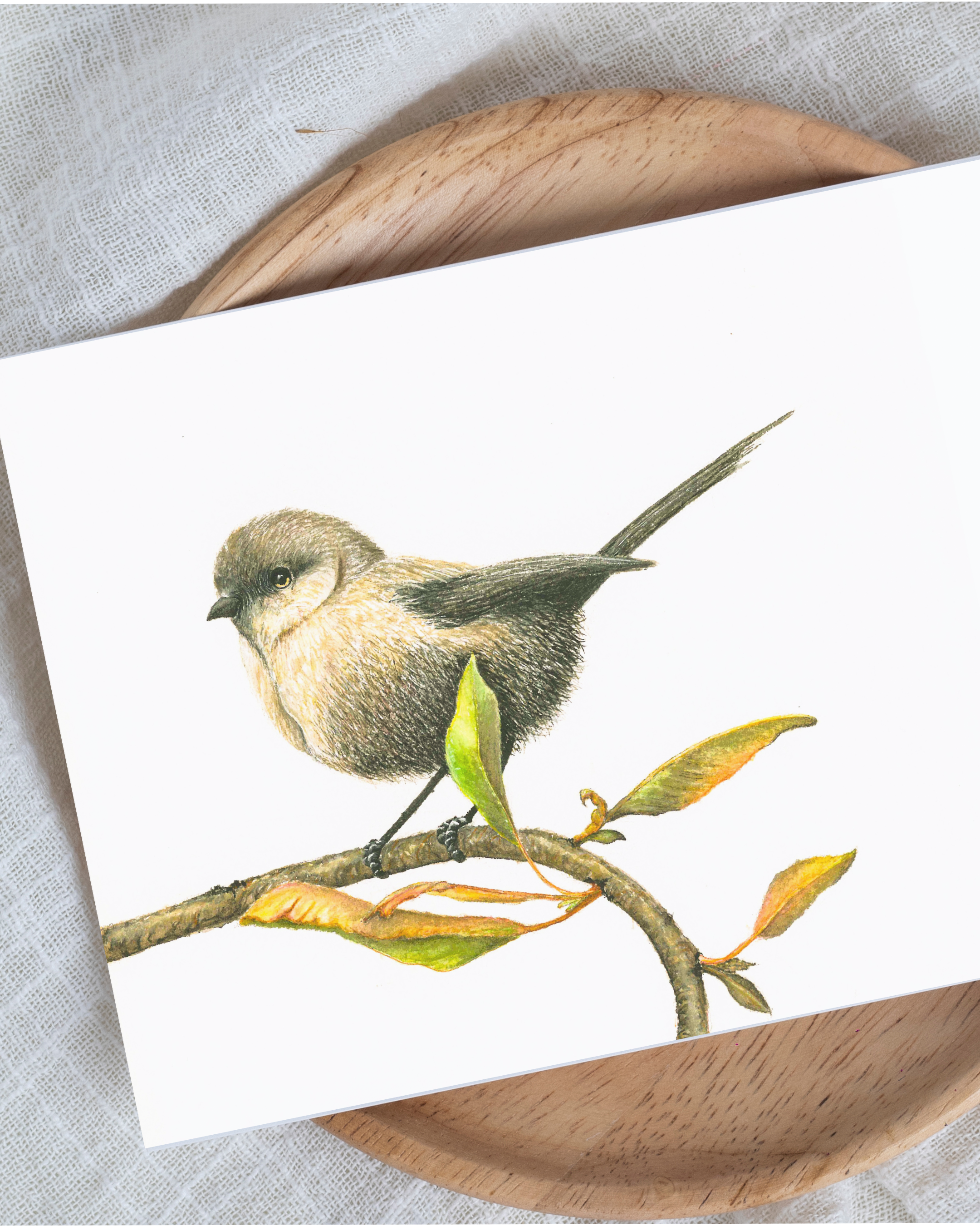 White-Breasted Robin