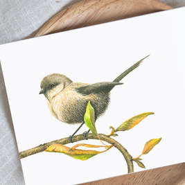 White-Breasted Robin