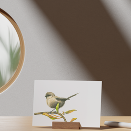 White-Breasted Robin