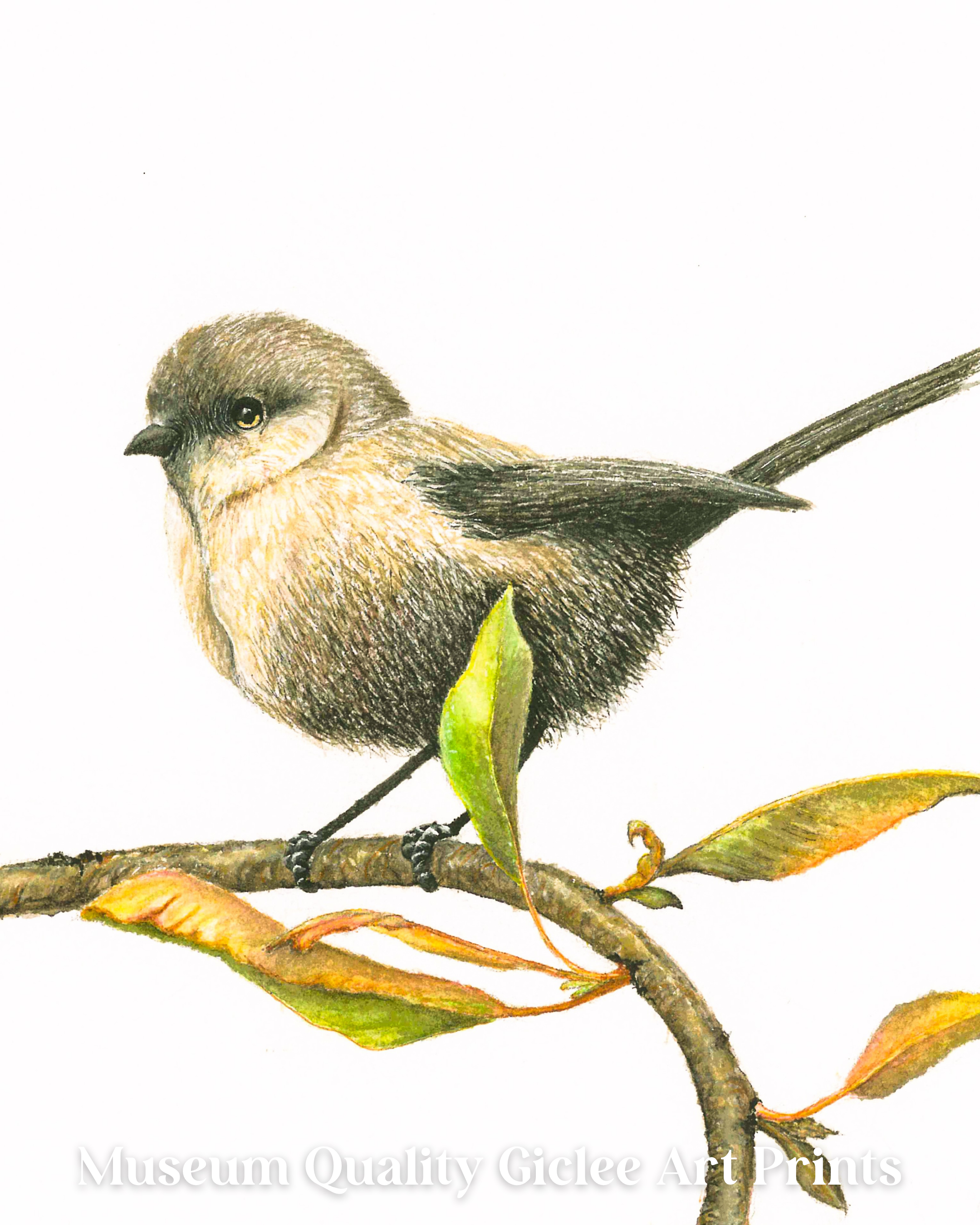 White-Breasted Robin