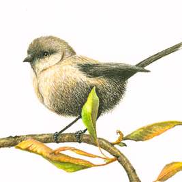 White-Breasted Robin