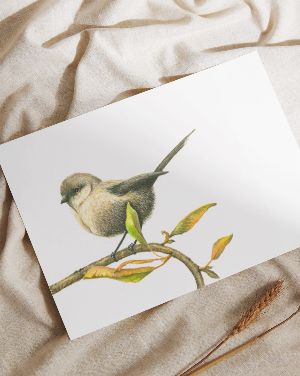 White-Breasted Robin