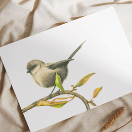 White-Breasted Robin