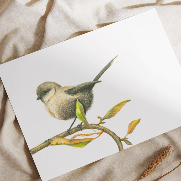 White-Breasted Robin