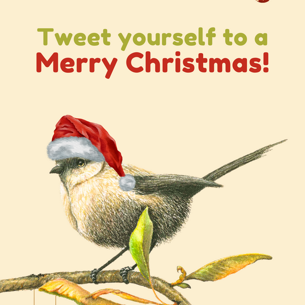 Christmas White-Breasted Robin